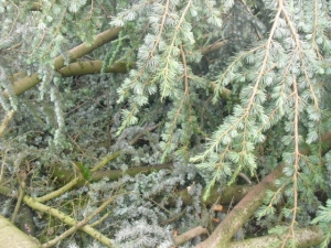 Baumsägearbeiten (6).JPG